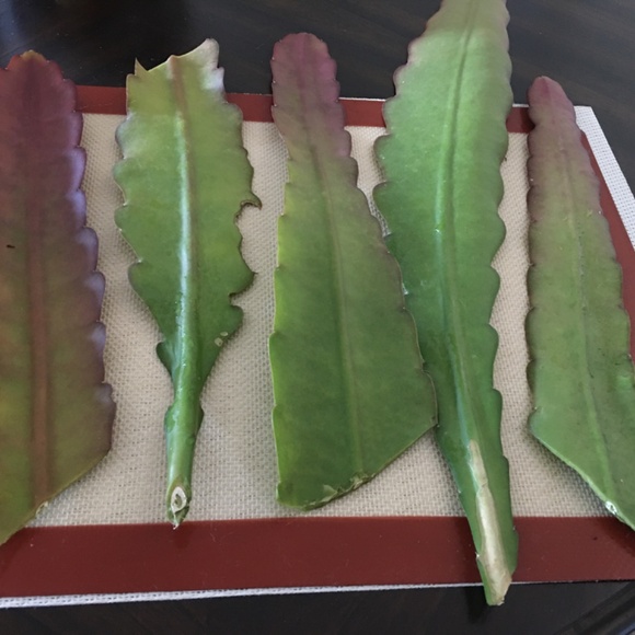 🔥Fuchsia/Red Orchid Cactus Epiphyllum 2 Fresh Cuttings - Picture 6 of 6